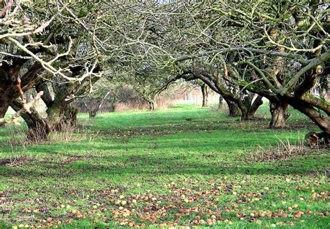  The Enchanted Orchard! An Ancient French Tale Offering Insight into Nature's Delicate Balance